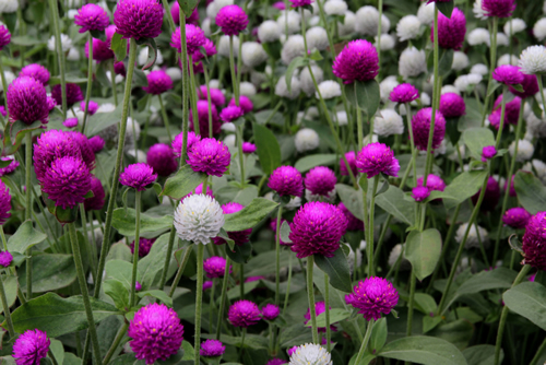 gomphrena globosa l with red and white flower colours